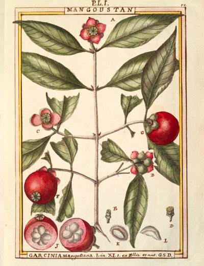 Mangosteen (Garcinia mangostana), Delahaye tarafından suluboya by Delahaye Delahaye