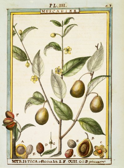 Küçük hindistan cevizi (Myristica fragrans veya officinalis), Delahaye tarafından sulu boya by Delahaye Delahaye
