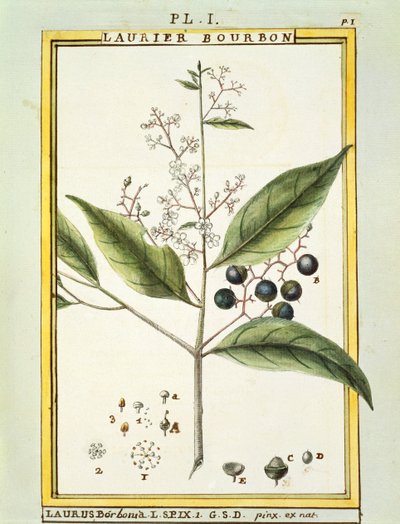 Red Bay Tree (Laurus borbonia veya Persea carolinensis), Delahaye tarafından suluboya by Delahaye Delahaye