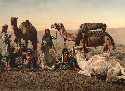 Çölde Duran Develer, Kutsal Topraklar, 1890 dolayları (fotomekanik baskı) by Detroit Photographic Co.