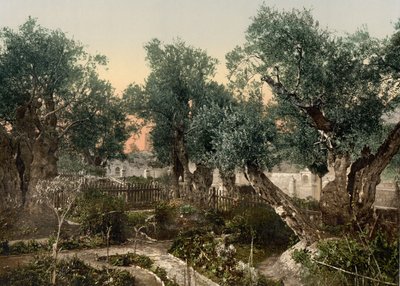 Gethsemane Bahçesi, Kudüs, Kutsal Topraklar, c.1890-c.1900 (fotokrom baskı) by Detroit Photographic Co.