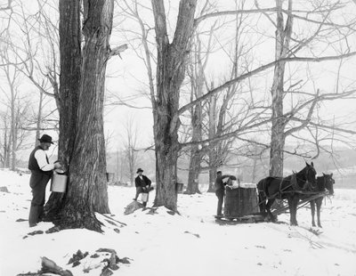 Bir Vermont akçaağaç şeker kampında özsu toplamak by Detroit Publishing Co.