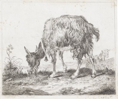 Çan ile otlayan keçi by Diederik Jan Singendonck