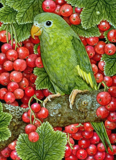Frenk üzümü-Parakeet, 1995 (panelde akrilik) by Ditz