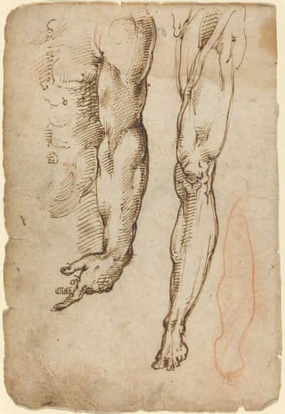 Anatomik Çalışmalar by Domenico Beccafumi