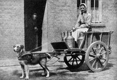 Belçikalı bir sütçü sabah turunda, Belçika, 1922. by Donald McLeish