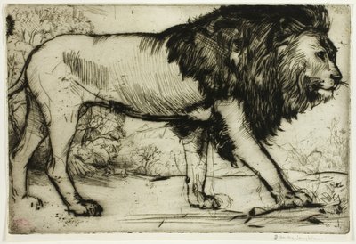 Bir aslan by Donald Shaw MacLaughlan