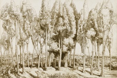  by Donald Shaw MacLaughlan