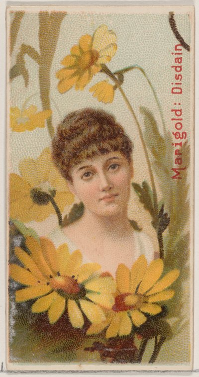 Marigold: Küçümseme, Duke için Çiçek Güzellikleri ve Çiçeklerin Dili N75 serisinden ..., 1892. by Donaldson Brothers