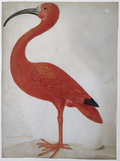Bir Yumurta Scarlet Ibis ile Scarlet Ibis by Dorothea Maria Gsell (attributed to)