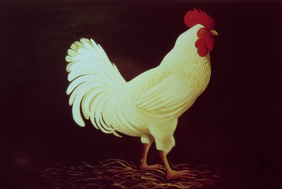 Horoz (panelde akrilik) by Dory Coffee