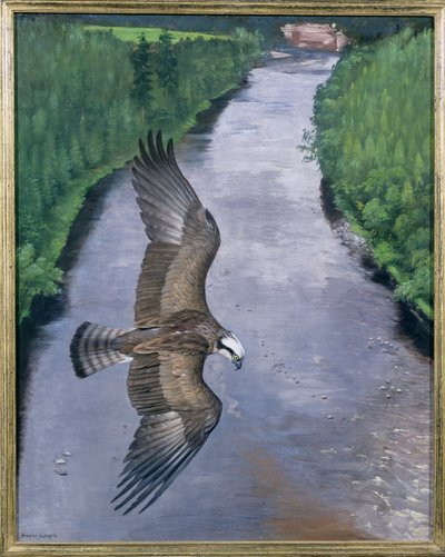 Osprey Balıkçılık by Douglas Anderson