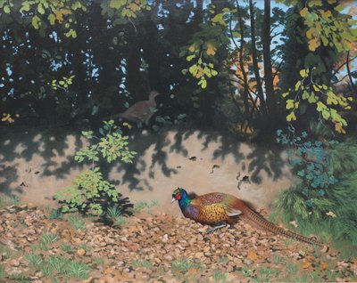 Pheasant Dusting in Autumn Sun, 2000 (tahta üzerine yağlıboya) by Douglas Anderson