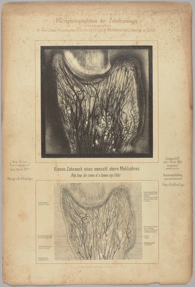  by Dr. Alfred Gysi