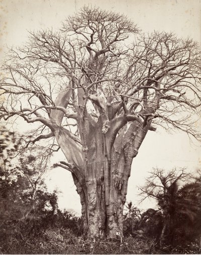 Baobab, Moheli