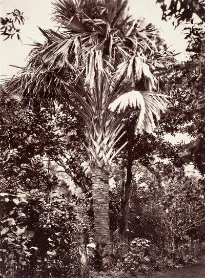 Büyük Latanier, 1863. by Désiré Charnay