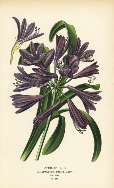 Afrika zambağı, Agapanthus africanus (Agapanthus umbellatus). Edward Step