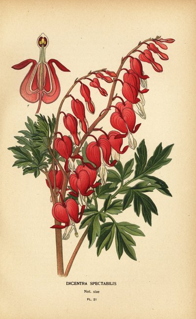 Asya kanayan kalp, Lamprocapnos spectabilis. by Désiré Georges Jean Marie Bois