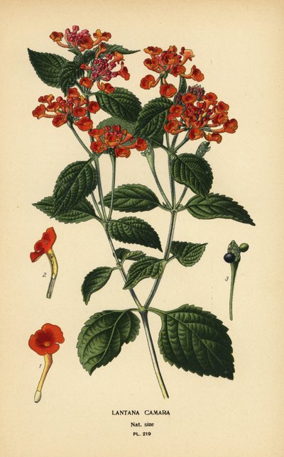 Büyük adaçayı, ghaneri veya gıdık, Lantana camara. Edward Step