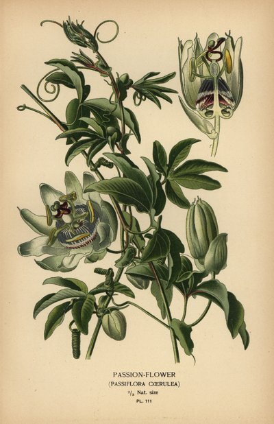 Mavi tutku çiçeği, Passiflora caerulea. by Désiré Georges Jean Marie Bois