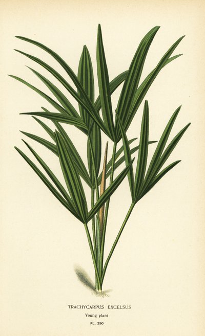Geniş yapraklı hurma veya bambu hurma, Rhapis excelsa (Trachycarpus excelsus). Edward Step