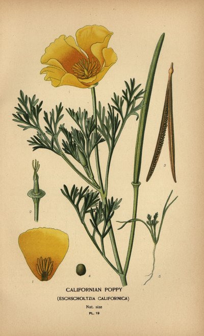 Kaliforniya haşhaş, Eschscholzia californica by Désiré Georges Jean Marie Bois