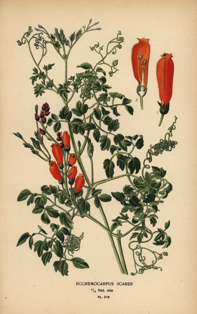 Şili zafer çiçeği, Eccremocarpus scaber. by Désiré Georges Jean Marie Bois