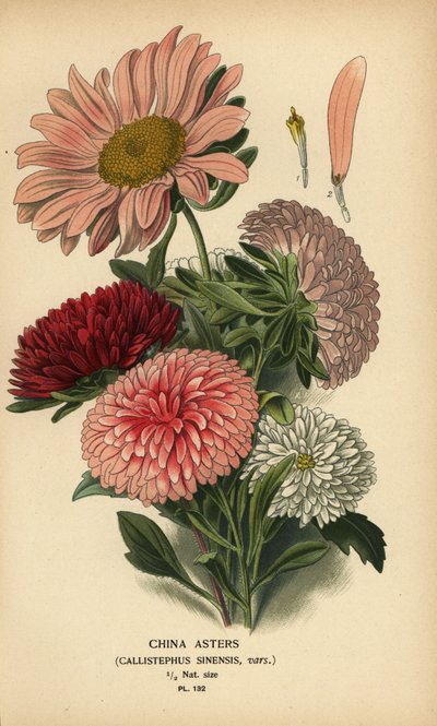 Çin aster çeşitleri, Callistephus x sinensis. by Désiré Georges Jean Marie Bois