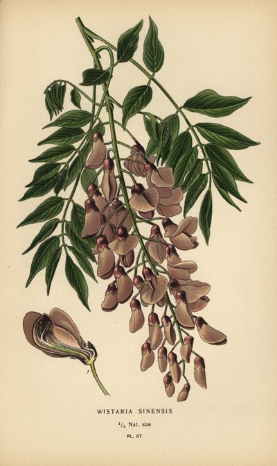 Çin wisteria, Wisteria sinensis. by Désiré Georges Jean Marie Bois