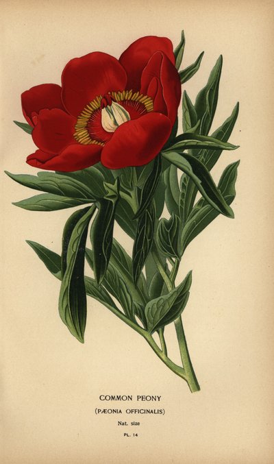 Şakayık, Paeonia officinalis. by Désiré Georges Jean Marie Bois