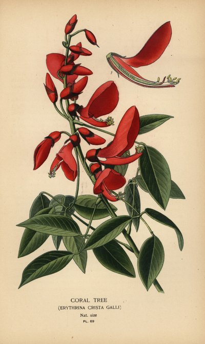 Mercan ağacı, Erythrina crista-galli. by Désiré Georges Jean Marie Bois