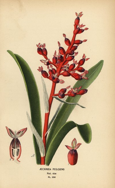 Mercan üzümü, Aechmea fulgens. Edward Step