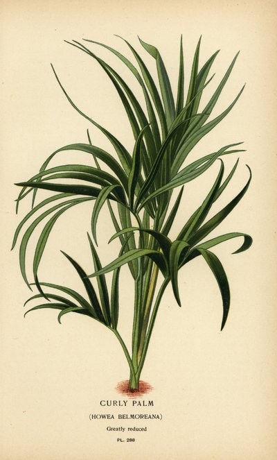 Kıvırcık palmiye, Howea belmoreana. Hassas. Edward Step