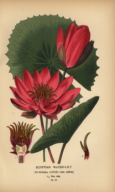 Mısır nilüferi, Nymphaea lotus. by Désiré Georges Jean Marie Bois