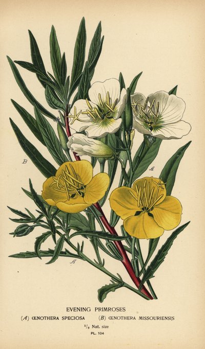 Akşam çuha çiçeği. by Désiré Georges Jean Marie Bois