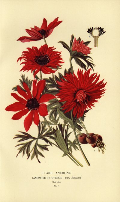 Alev anemon, Anemon hortensis. by Désiré Georges Jean Marie Bois