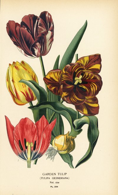 Bahçe lalesi, Tulipa gesneriana. Edward Step