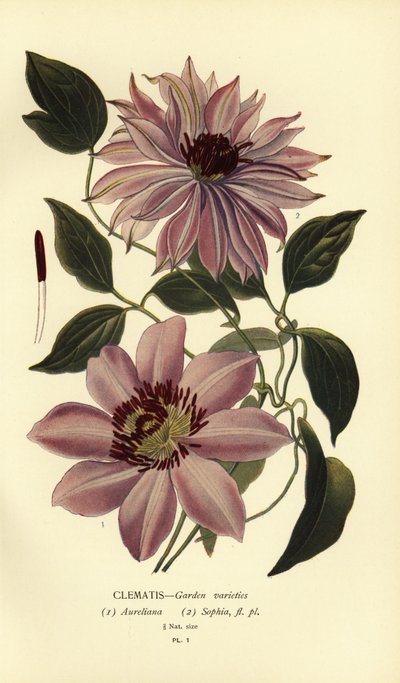 Bahçe akasma çeşitleri. by Désiré Georges Jean Marie Bois