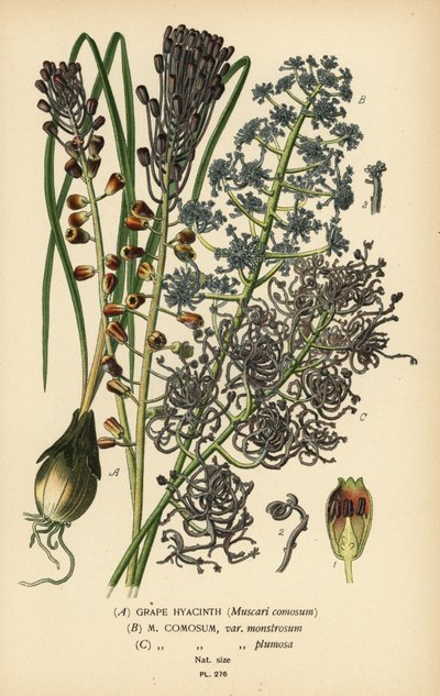 Üzüm sümbülü, Leopoldia comosa (Muscari comosum, var. monstrosum, var. plumosa). Edward Step