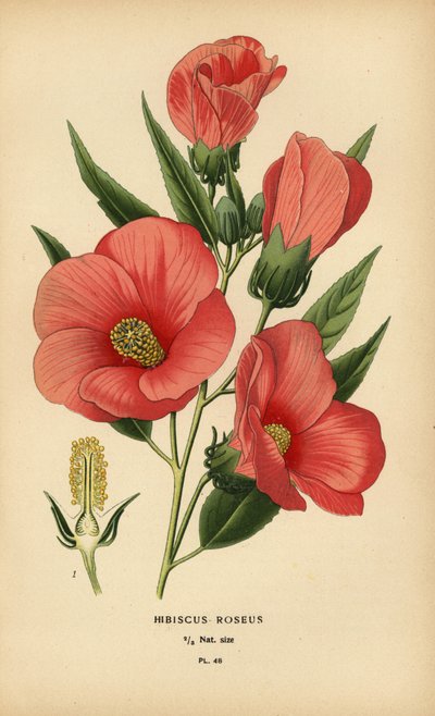 Hibiskus gülü. by Désiré Georges Jean Marie Bois