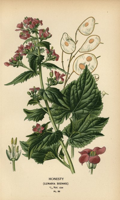 Dürüstlük, Lunaria annua. by Désiré Georges Jean Marie Bois
