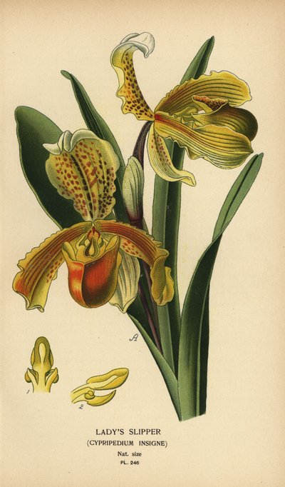 Hanımın terlik orkidesi, Paphiopedilum insigne (Cypripedium insigne). Edward Step