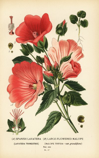 Lavatera trimestris ve Malope trifida. by Désiré Georges Jean Marie Bois