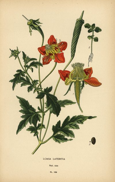 Loasa lateritia. by Désiré Georges Jean Marie Bois