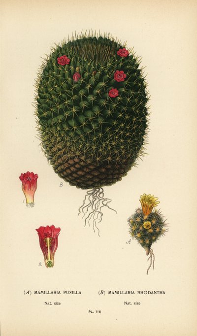 Mammillaria prolifera ve Mammillaria rhodantha. by Désiré Georges Jean Marie Bois