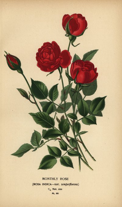 Aylık gül, Rosa chinensis var. semperflorens. by Désiré Georges Jean Marie Bois