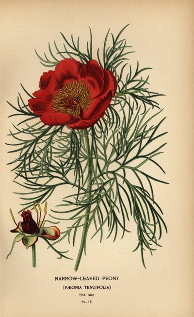 Dar yapraklı şakayık, Paeonia tenuifolia, by Désiré Georges Jean Marie Bois