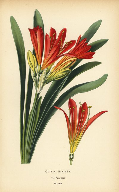 Natal zambak veya çalı zambak, Clivia miniata. Edward Step
