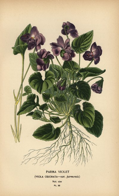 Parma menekşe, menekşe kokulu. by Désiré Georges Jean Marie Bois