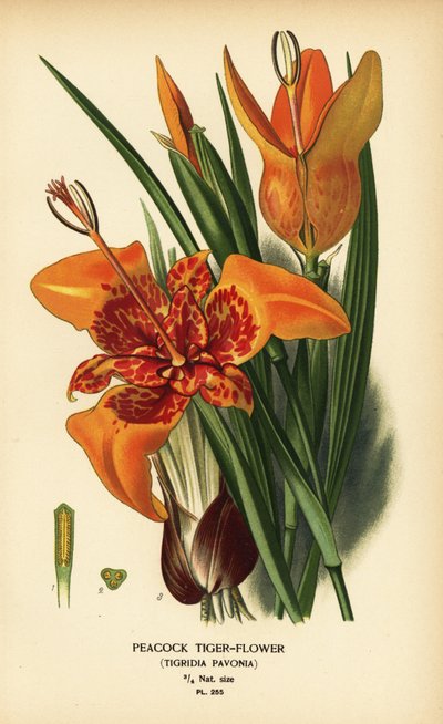 Tavus kuşu kaplan çiçeği, Tigridia pavonia. Edward Step